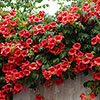Campsis Red & Orange Trumpet Vine Collection Campsis Red & Orange Trumpet Vine Collection