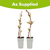Campsis Red & Orange Trumpet Vine Collection