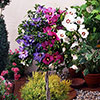 Braided Stem Hibiscus Tricolour Standard
