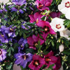 Braided Stem Hibiscus Tricolour Standard