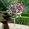 Braided Stem Hibiscus Tricolour Standard