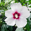 Braided Stem Hibiscus Tricolour Standard
