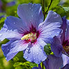 Braided Stem Hibiscus Tricolour Standard