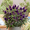 Buddleia Butterfly Candy Little Blackberry