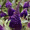 Buddleia Butterfly Candy Little Blackberry
