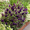 Buddleia Butterfly Candy Little Blackberry