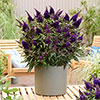 Buddleia Butterfly Candy Little Blackberry