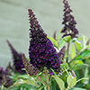 Buddleia Butterfly Candy Little Blackberry