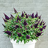 Buddleia Butterfly Candy Little Blackberry