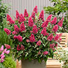 Buddleia Butterfly Candy Little Bubblegum