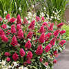 Buddleia Butterfly Candy Little Bubblegum