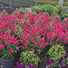 Buddleia Butterfly Candy Little Bubblegum