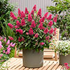 Buddleia Butterfly Candy Little Bubblegum