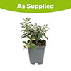 Buddleia Butterfly Candy Little Bubblegum Buddleia Butterfly Candy Little Bubblegum