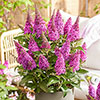 Buddleia Butterfly Candy Little Cerise