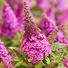 Buddleia Butterfly Candy Little Cerise