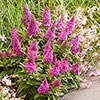 Buddleia Butterfly Candy Little Cerise