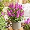 Buddleia Butterfly Candy Little Cerise