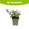 Buddleia Butterfly Candy Little Cerise Buddleia Butterfly Candy Little Cerise