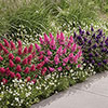 Buddleia Butterfly Candy Collection Buddleia Butterfly Candy Collection