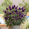 Buddleia Butterfly Candy Collection Buddleia Butterfly Candy Collection