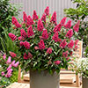 Buddleia Butterfly Candy Collection Buddleia Butterfly Candy Collection