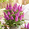 Buddleia Butterfly Candy Collection Buddleia Butterfly Candy Collection