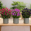 Buddleia Butterfly Candy Collection Buddleia Butterfly Candy Collection