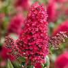 Buddleia Butterfly Candy Collection Buddleia Butterfly Candy Collection