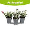 Buddleia Butterfly Candy Collection