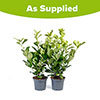 Cherry Laurel - Prunus laurocerasus