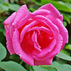 Climbing Rose Zephirine Drouhin
