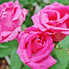 Climbing Rose Zephirine Drouhin