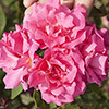 Climbing Rose Zephirine Drouhin