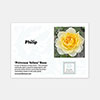 Personalise Your Own Yellow Rose