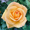 Harkness Rose A Faithful Friend ™ Harkness Rose A Faithful Friend ™