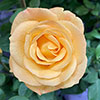 Harkness Rose A Faithful Friend ™ Harkness Rose A Faithful Friend ™