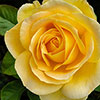 Harkness Rose Our John �