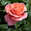 Catherines RoseŽ Catherines RoseŽ
