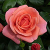 Catherines RoseŽ Catherines RoseŽ