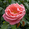Catherines RoseŽ Catherines RoseŽ