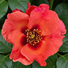 Historic Royal Palaces Rose