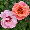 Historic Royal Palaces Rose