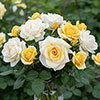 Harkness Rose Lemon Drizzle Harkness Rose Lemon Drizzle