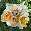 Harkness Rose Lemon Drizzle Harkness Rose Lemon Drizzle