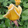 Harkness Rose Lemon Drizzle Harkness Rose Lemon Drizzle