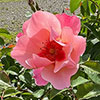 Harkness Rose Parkinsons Resilience Harkness Rose Parkinsons Resilience