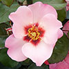 Harkness Rose Parkinsons Resilience Harkness Rose Parkinsons Resilience