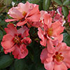 Harkness Rose Parkinsons Resilience Harkness Rose Parkinsons Resilience