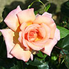 Harkness Climbing Rose Compassion �